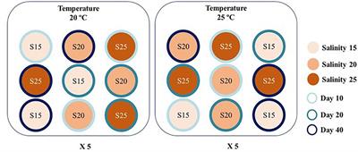 Optimizing the Timeframe to Produce Polychaetes (Hediste diversicolor) Enriched With Essential Fatty Acids Under Different Combinations of Temperature and Salinity